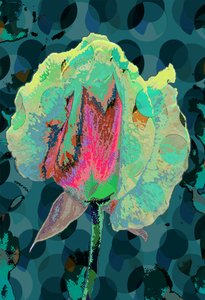 Tea Rose 4